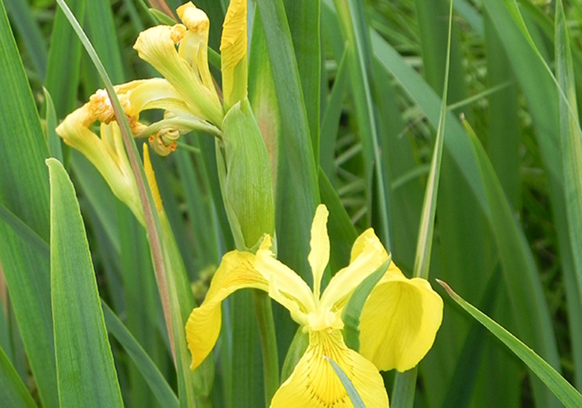  болотні (Iris pseudacorus)